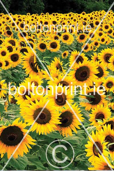 Sunflowers.3